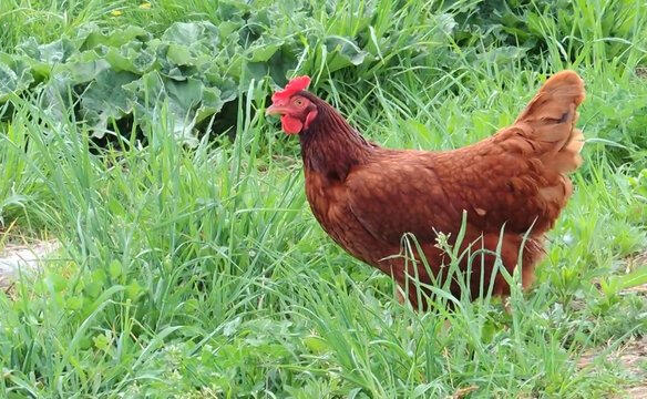 Complimentary eggs from our own hens!